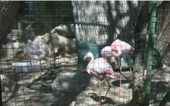 Специална програма радва посетителите на софийския зоопарк в Световния ден на фламингото