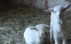 Овцевъдството в Родопите изчезва: Историята на Салих Паша и последното стадо в Бориково