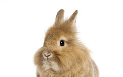 Запознайте се с Хърби – новият рекордьор на Гинес за най-възрастен заек в света