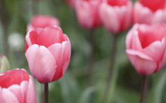 Прогноза за времето - 24 април 2026 г. (петък)