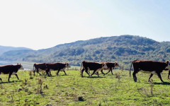 БАБХ разкри "виртуални" животни в Смолянско, за които са вземани субсидии