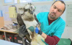 Спасиха прострелян критично застрашен орел-рибар