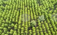 Казинформ: Казахстан напредва с изпълнението на своята програма за залесяване