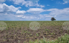 Земеделци у нас получиха компенсации за пропаднали площи през 2024 и 2025 г., съобщи ДФЗ