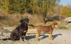 Три кюстендилски общини с идея за регионален приют за кучета