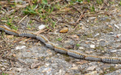 Внимавайте при разходки в паркове и гори: Опасна гъсеница крие риск за хора и животни