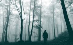 Проучване: Изгарянето на дървесина за електроенергия е по-вредно за климата от използването на газ