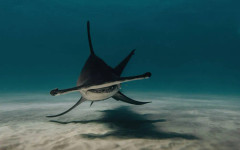 Акулите с тегло от 1 тон може да не оцелеят във води с температура над 17 °C