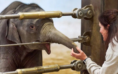 Дебют: Азиатски слон се роди в зоопарка във Вашингтон (ГАЛЕРИЯ)