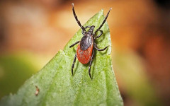 Първи случай на Ку-треска е установен в Пловдив