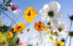 Летни температури, следвани от бури с градушки през следващите дни