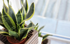 Зелените пазители на съня: Кои растения превръщат спалнята в истински оазис