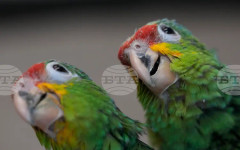 Папагалите използват имена по най-различни начини, показва изследване