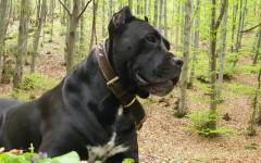 Мъж открадна Кане Корсо от Стражица, полицията откри кучето за дни