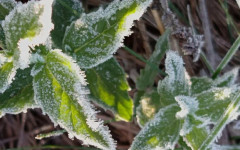 Жълт код за студ и слани в Североизточна България