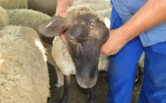 БАхК алармира: Държава отваря вратата за кухи ферми и сив сектор