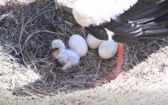 Първи глътки въздух: Уникални кадри улавят появата на бебе щъркел