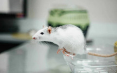 Пробив в медицината: Двойна клетъчна трансплантация излекува диабет тип 1 при мишки