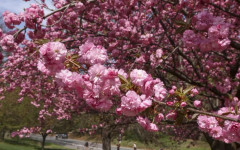 Слънчево и топло с купести облаци следобед в събота, 25 април