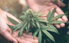 САЩ улесняват достъпа до марихуана за медицински цели