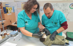 Д-р Руско Петров: Ако имаше наказани бракониери, нямаше да правим 3D протези за застрашени видове орли