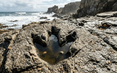 Следи от динозаври отпреди над 100 млн. години пренаписват историята в региона на Южна Африка