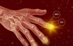 Еволюцията не е отнела способността ни за регенерация: биолози доказаха, че бозайниците могат да регенерират крайниците си от нулата