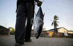 Проучване предупреждава за глобален спад при растенето на рибите, свързан с прекомерния улов