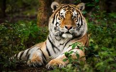 Когато селфито застрашава дивата природа: Новите правила за сафари в Индия