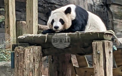 Китай ще изпрати две големи панди в зоопарка в американския град Атланта
