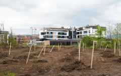 Нови залесителни акции в Пловдив: Засадиха чинари на Гребната база и ясени в парк Лаута