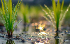 Растенията "чуват" дъжда: Учени от MIT разкриха тайната на зеления слух