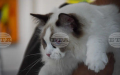 Познати и екзотични породи котки ще участват в изложба в художествената галерия в Благоевград