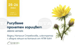 Националният природонаучен музей ще бъде домакин на работилница по научна илюстрация, посветена на растението пролетен горицвет