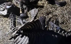 БАБХ потвърди антракс в Силистренско