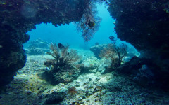 Учени картографираха над 1000 скрити коралови рифа в Северна Австралия