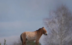 Природата в Чернобил: Радиоактивният пейзаж е дом на диви коне