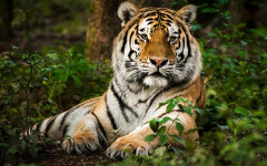 Ужас в руски цирк: Тигър се хвърли върху публиката