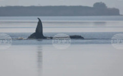 Гърбатият кит, заседнал край германското крайбрежие на Балтийско море, започна да плува самостоятелно