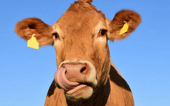 Крава причини хаос на магистрала край Солун