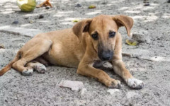 49-годишен уби 10 кучета в Етрополе