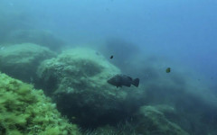 Мистерията е разкрита: Учени откриха неочакван източник на метан в океана