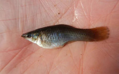 Този вид риба, състоящ се изцяло от женски екземпляри, се размножава безполово, като се клонира