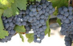 Държавата ще вложи сили в разработването на лозаро-винарския сектор у нас