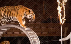 Тигър скочи в публиката по време на цирково шоу в Русия