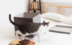 Домашните любимци в апартамент: кои са най-честите грешки в грижата за котка