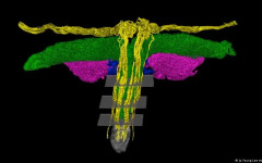 Какво трябва да знаем за клитора