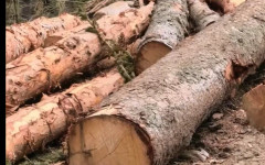 Агроминистърът показа спорна сеч на вековна гора в Родопите