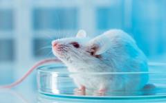 Назален спрей обръща стареенето на мозъка при мишки