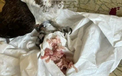 Eксперти от РИОСВ – Русе спасиха критично застрашена птица